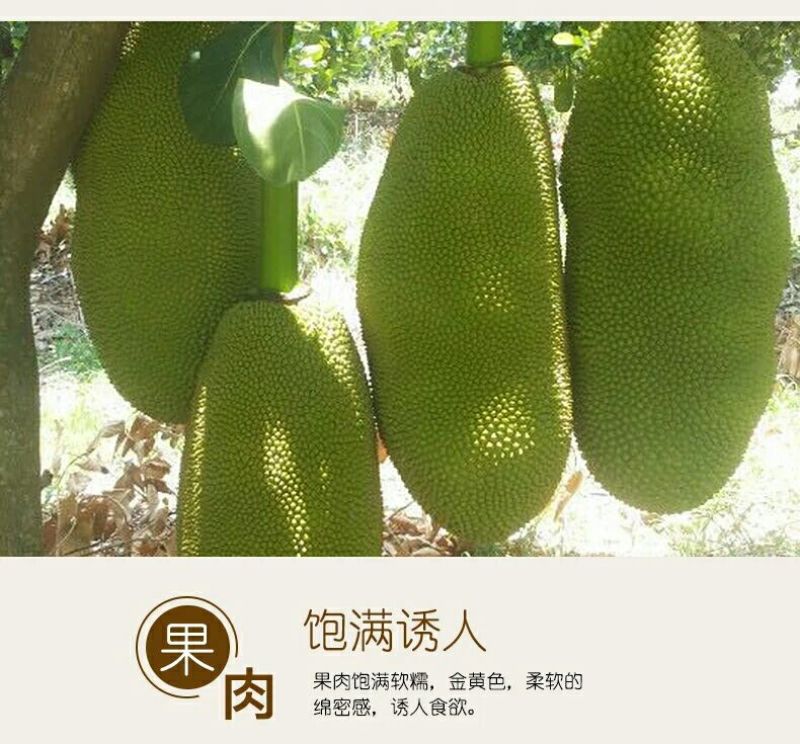 菠萝蜜10~15公斤