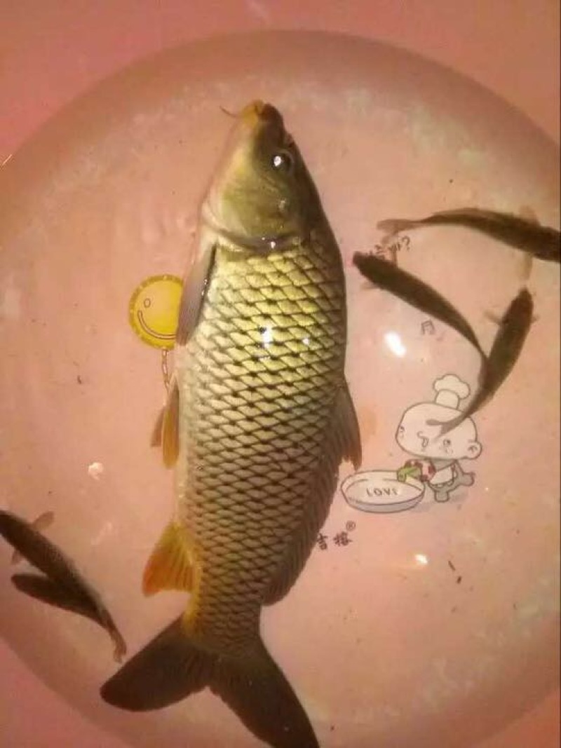 野鲤