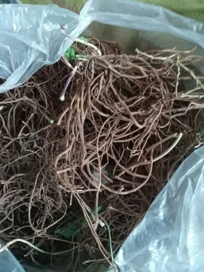 白薇长年有货质量好成信弟一