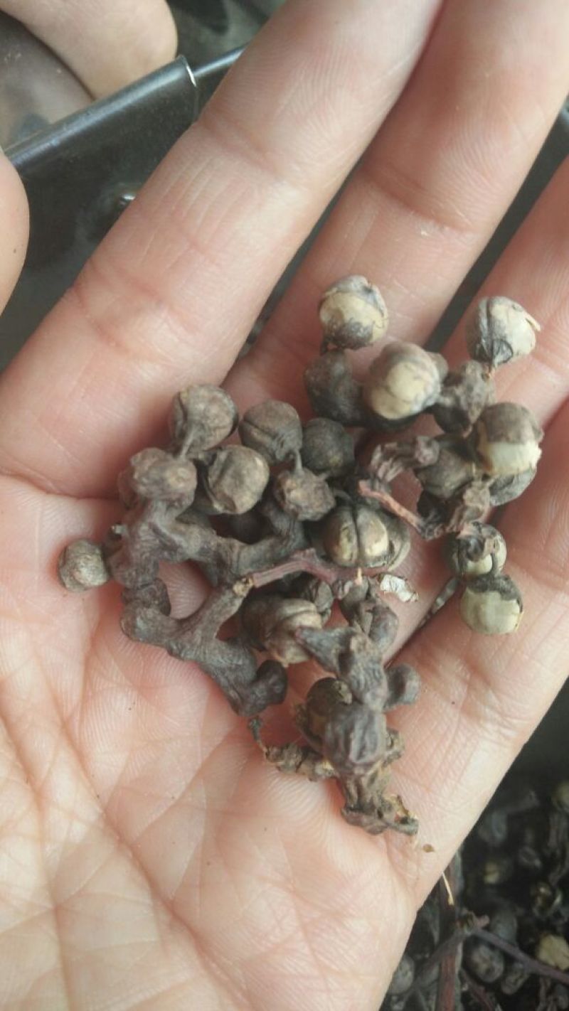 拐枣七药用泡酒各种中药材批发质量保证产地直销