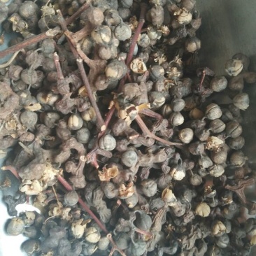 拐枣七药用泡酒各种中药材批发质量保证产地直销