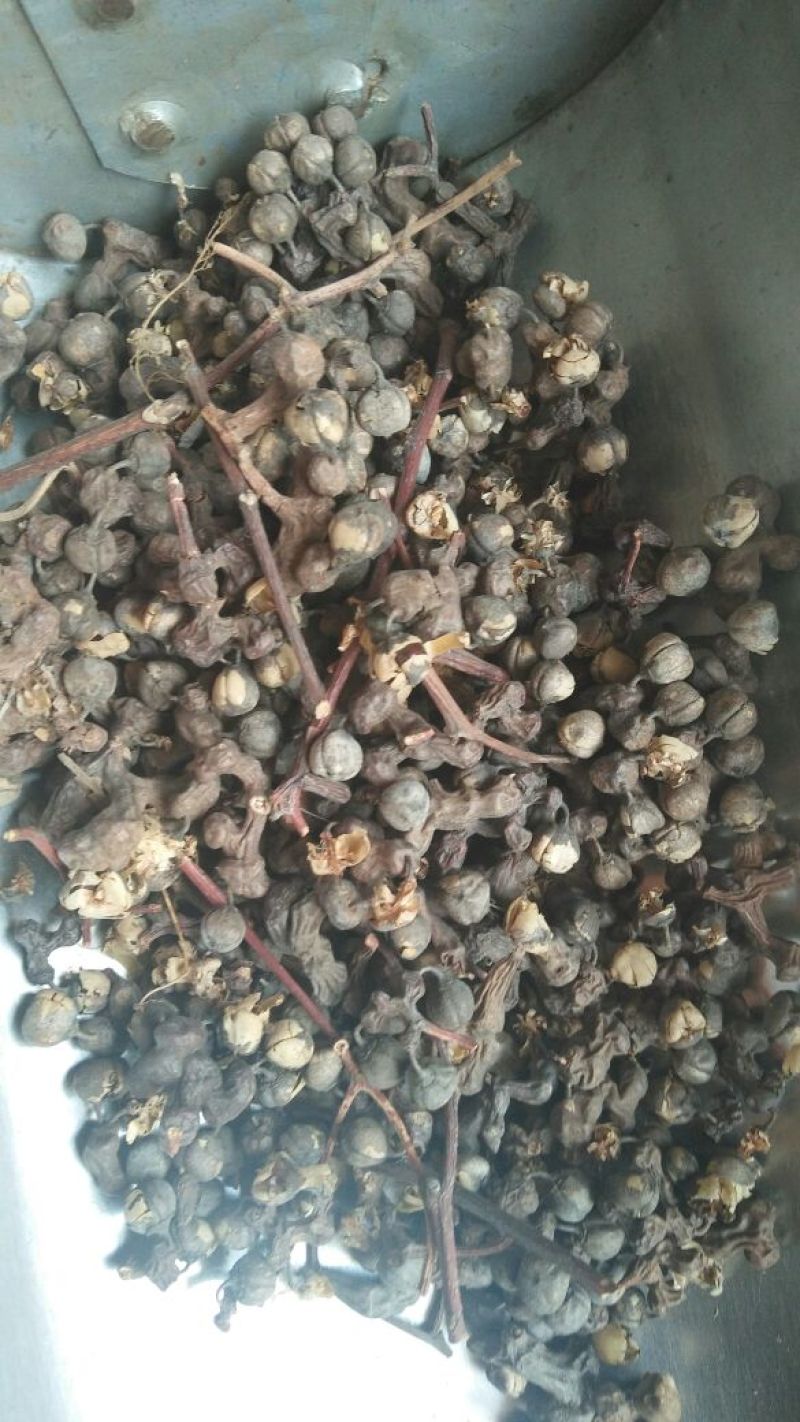 拐枣七药用泡酒各种中药材批发质量保证产地直销