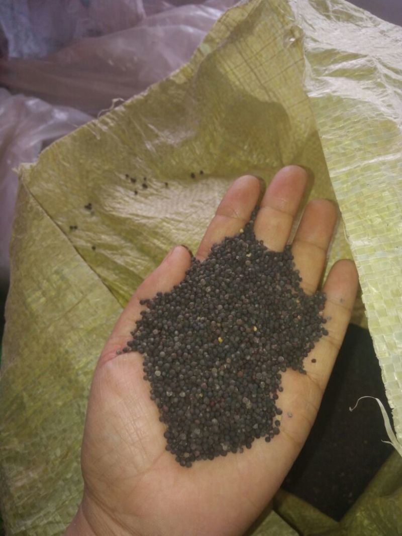 油菜籽1