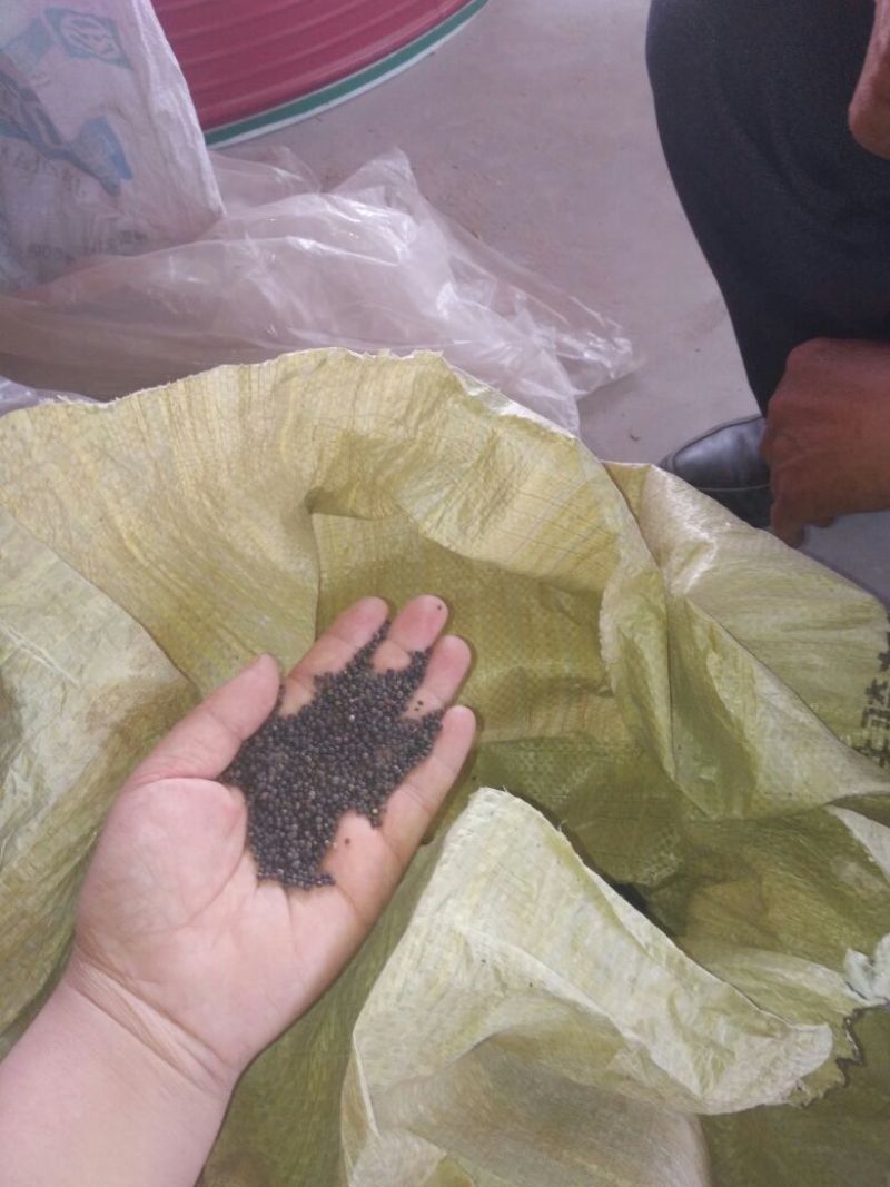 油菜籽1