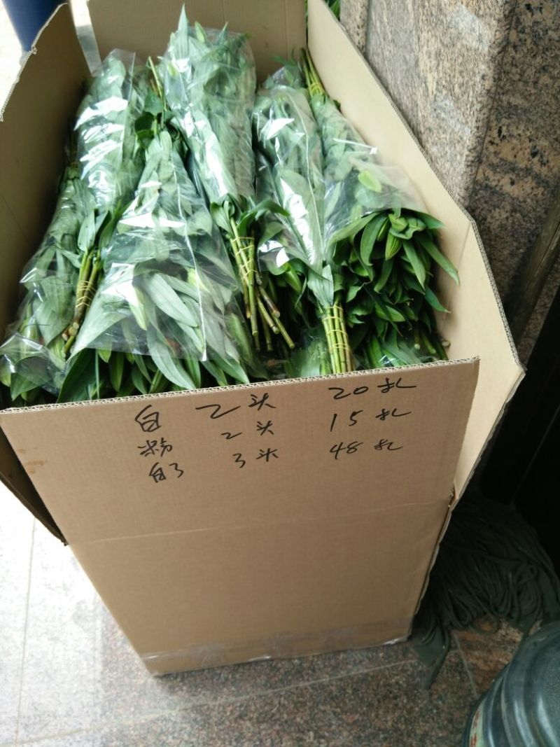 西伯索绑2头10支一扎浙江海宁基地发货