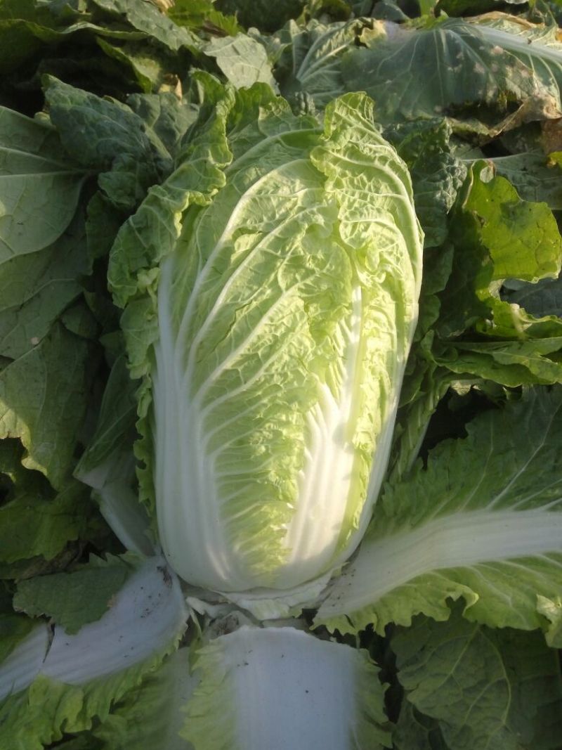 黄心白菜