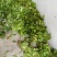 湘林油茶苗10~29cm，210.号，德字一号，