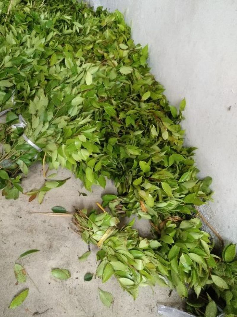 湘林油茶苗10~29cm，210.号，德字一号，