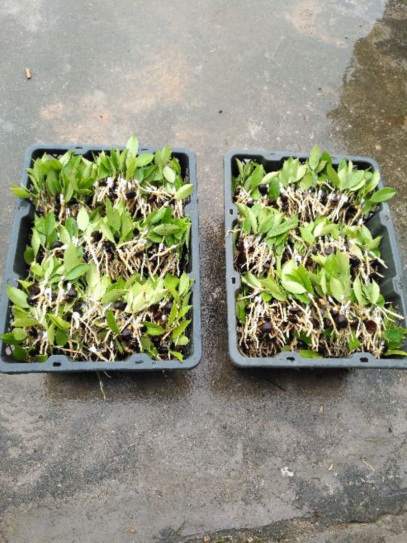 湘林油茶苗10~29cm，210.号，德字一号，