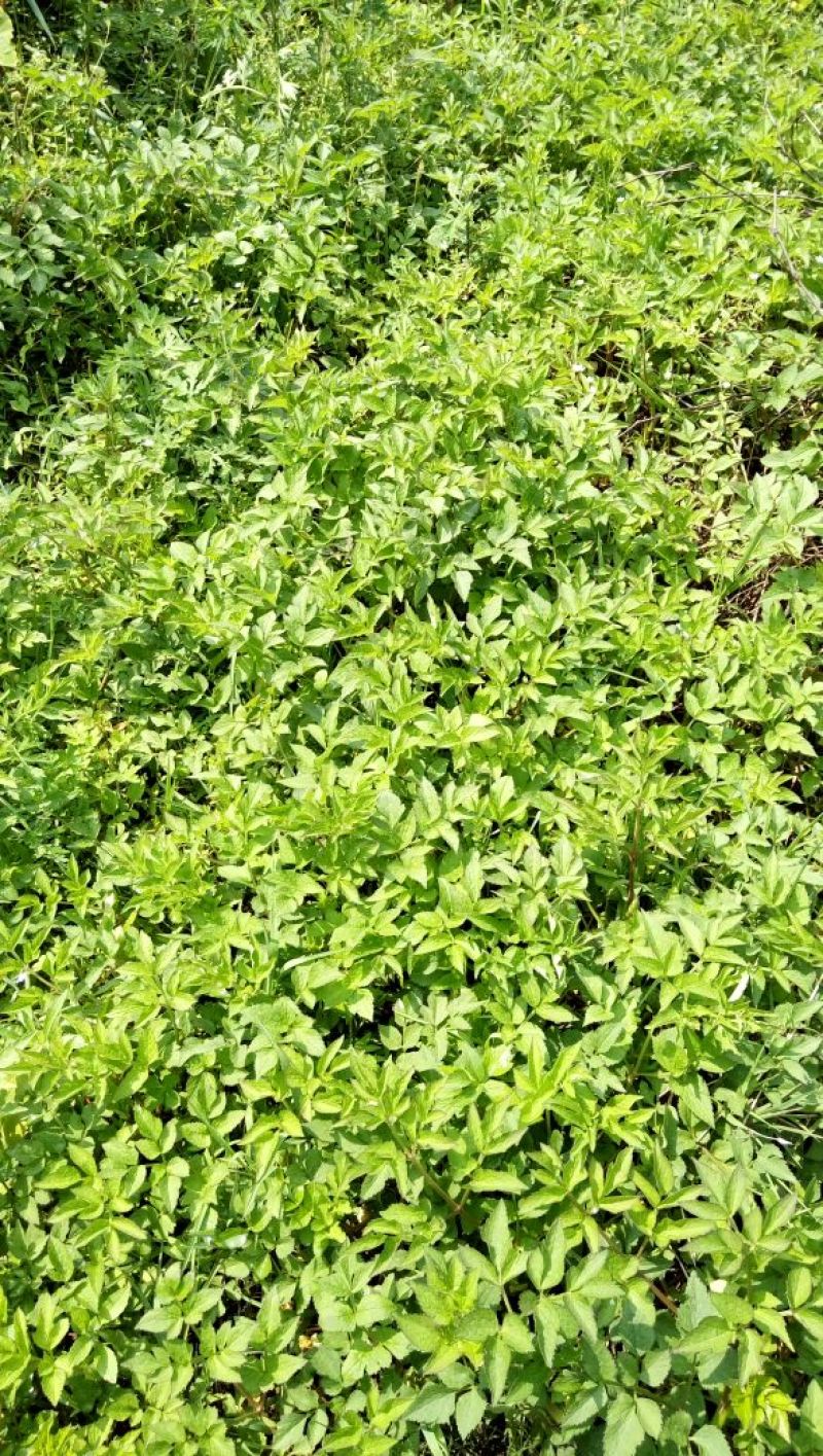 水芹40cm以上
