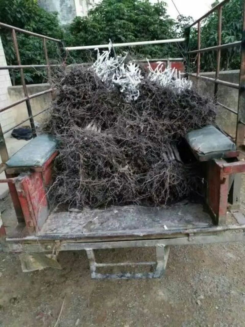 台农芒果苗台农一号芒果苗嫁接苗