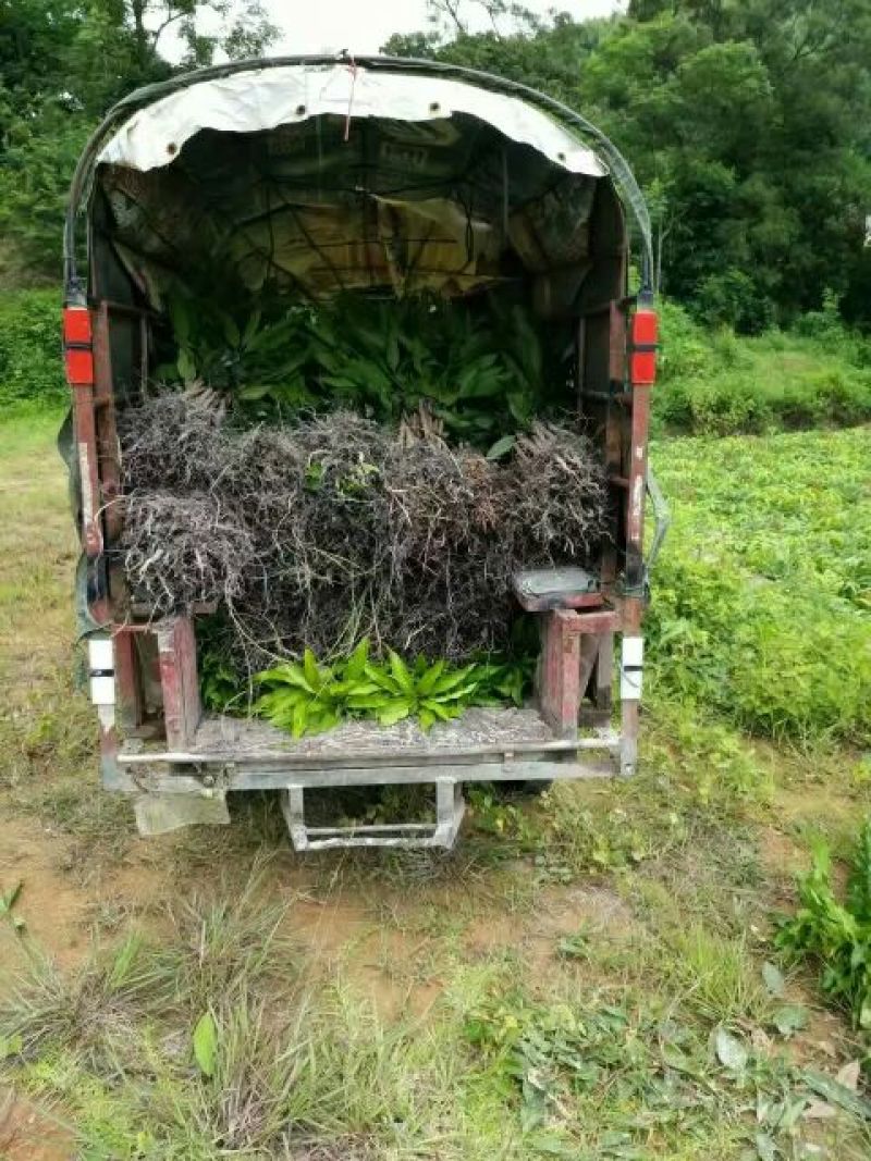台农芒果苗台农一号芒果苗嫁接苗