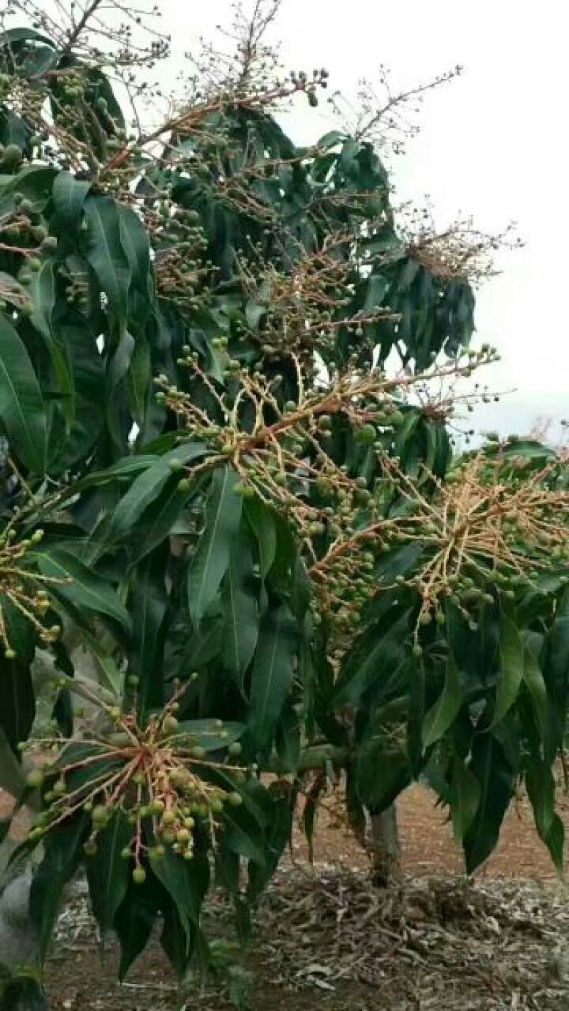 台农芒果苗台农一号芒果苗嫁接苗