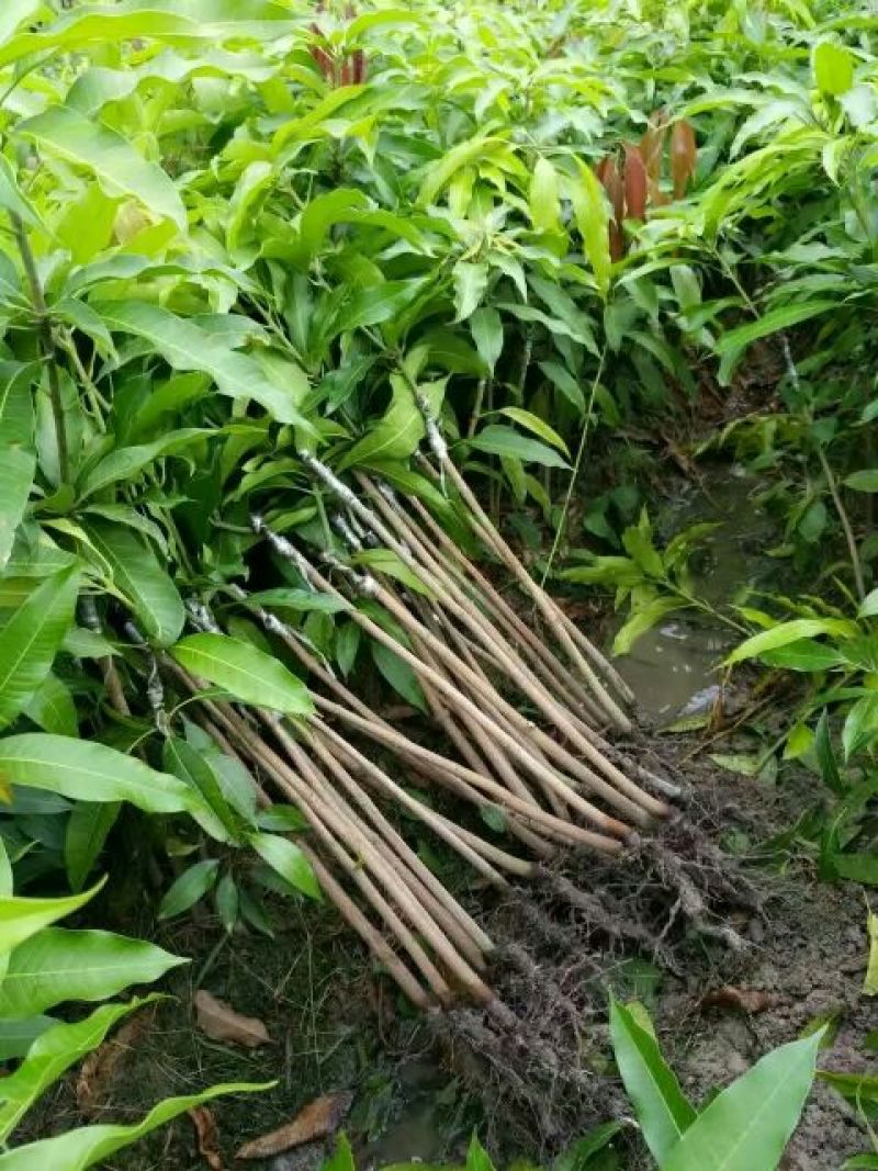 台农芒果苗台农一号芒果苗嫁接苗
