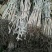 台农芒果苗台农一号芒果苗嫁接苗