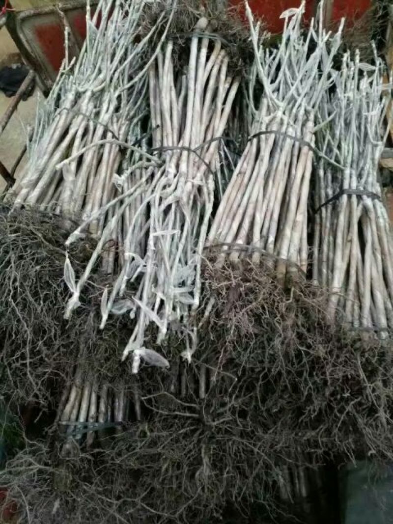 台农芒果苗台农一号芒果苗嫁接苗