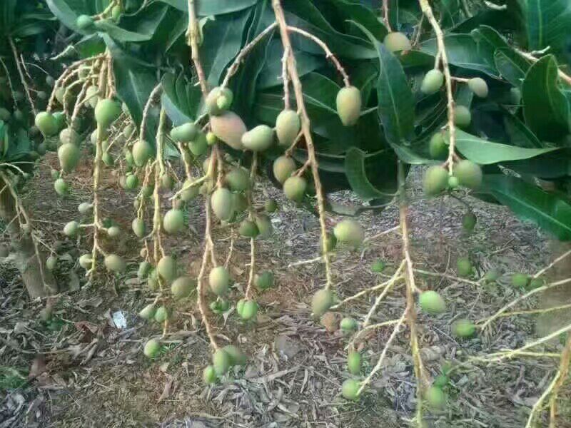台农芒果苗台农一号芒果苗嫁接苗