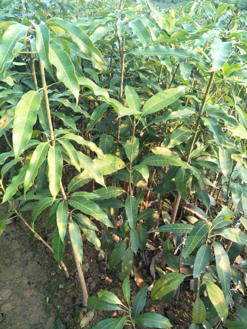 台农芒果苗台农一号芒果苗嫁接苗