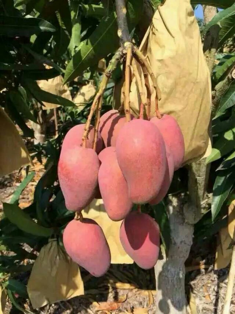 芒果苗红贵妃芒果苗