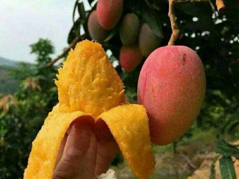 芒果苗红贵妃芒果苗