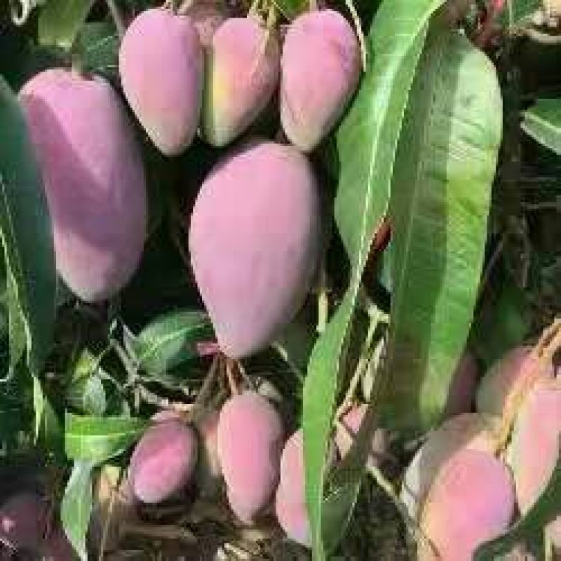 芒果苗红贵妃芒果苗