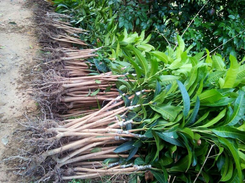 芒果苗红贵妃芒果苗