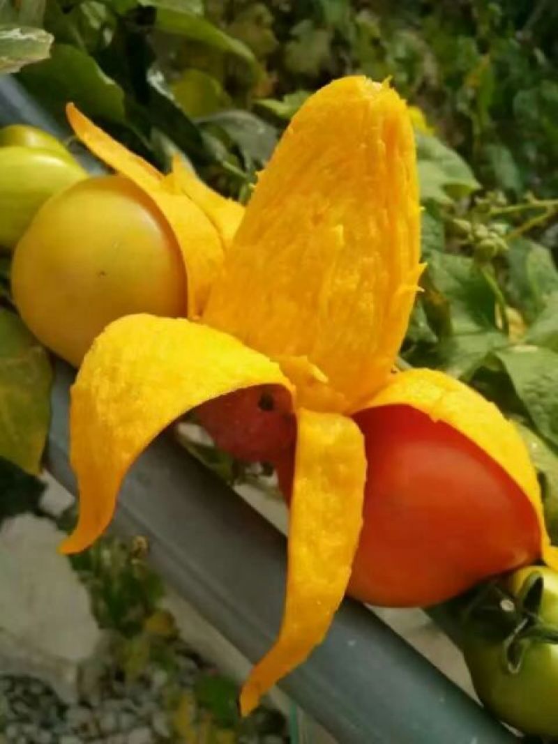 芒果苗红贵妃芒果苗