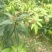 芒果苗红贵妃芒果苗
