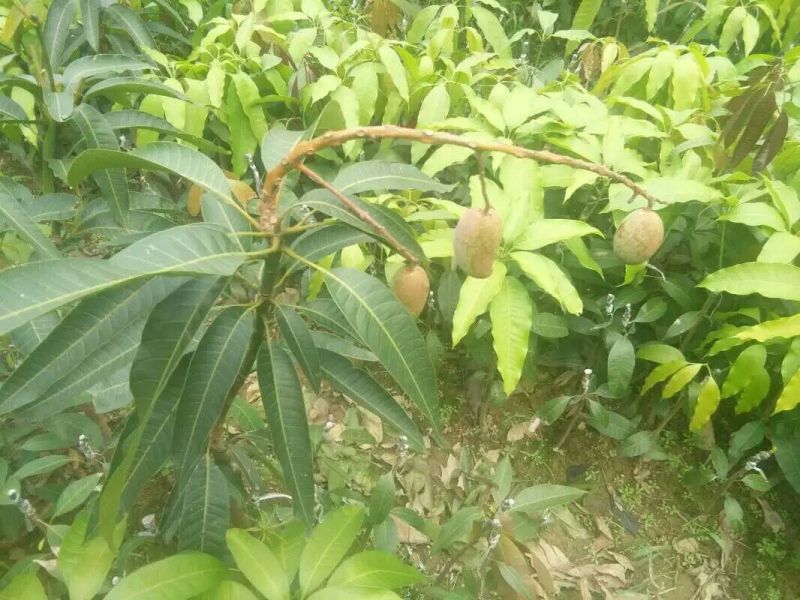 芒果苗红贵妃芒果苗
