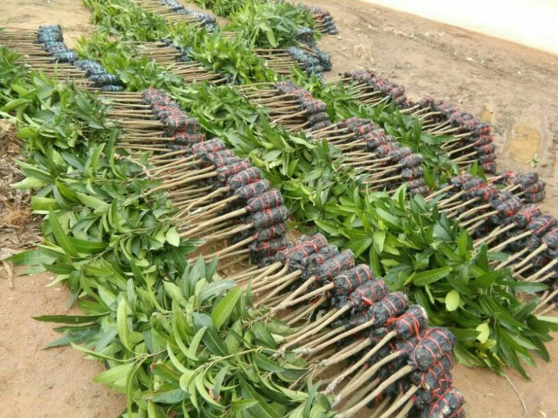 芒果苗红贵妃芒果苗