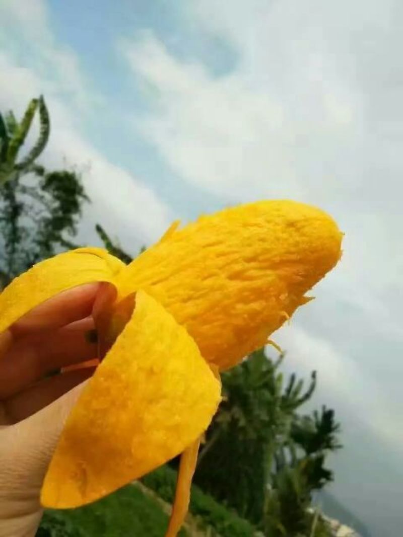 芒果苗红贵妃芒果苗
