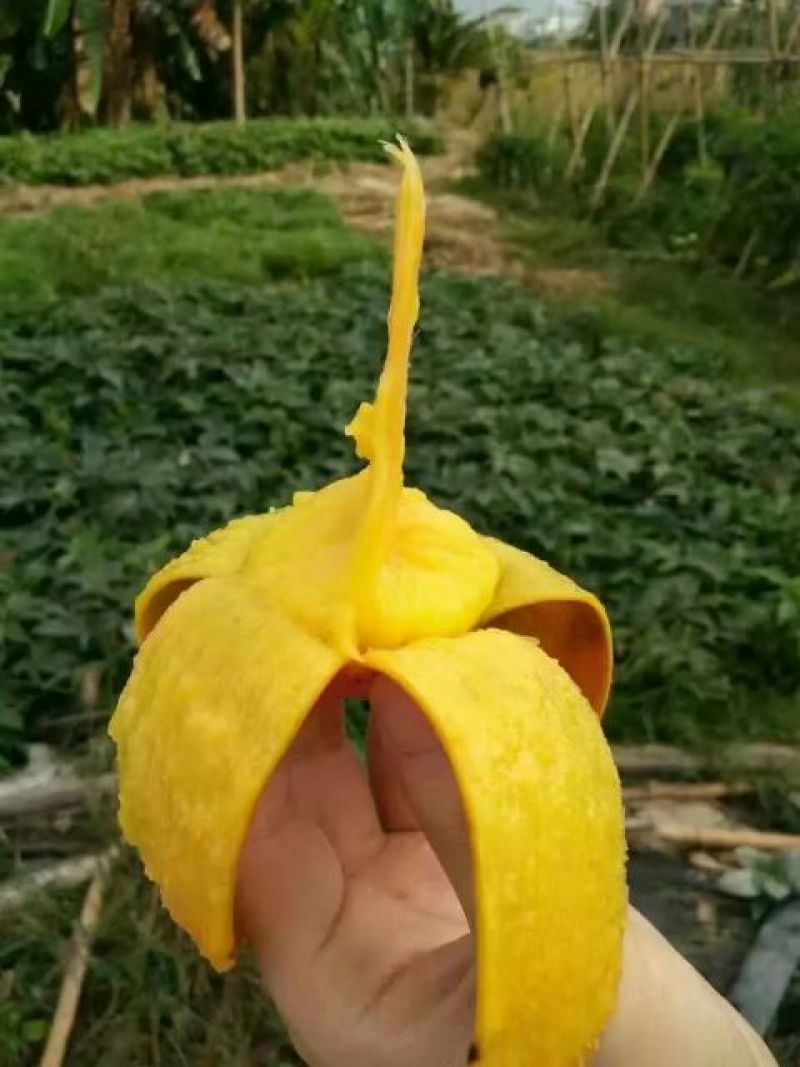 芒果苗红贵妃芒果苗
