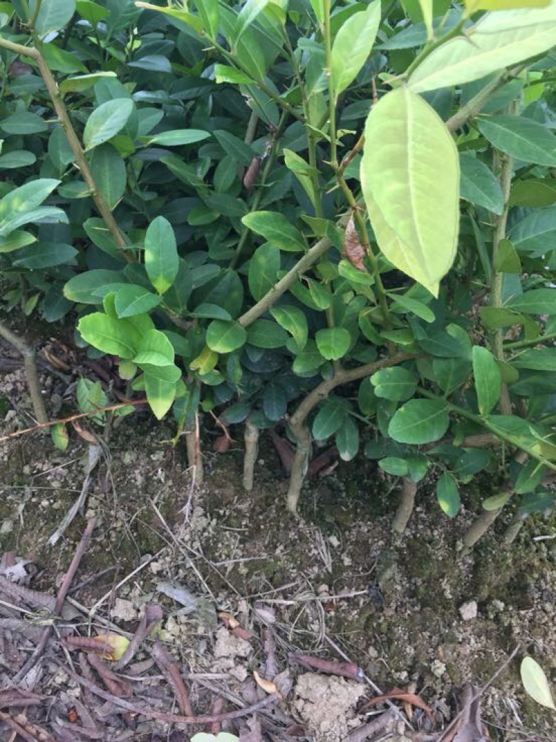 台湾香水柠檬树苗，无籽柠檬青柠檬广东香水柠檬苗