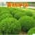 大叶黄杨苗40~50cm