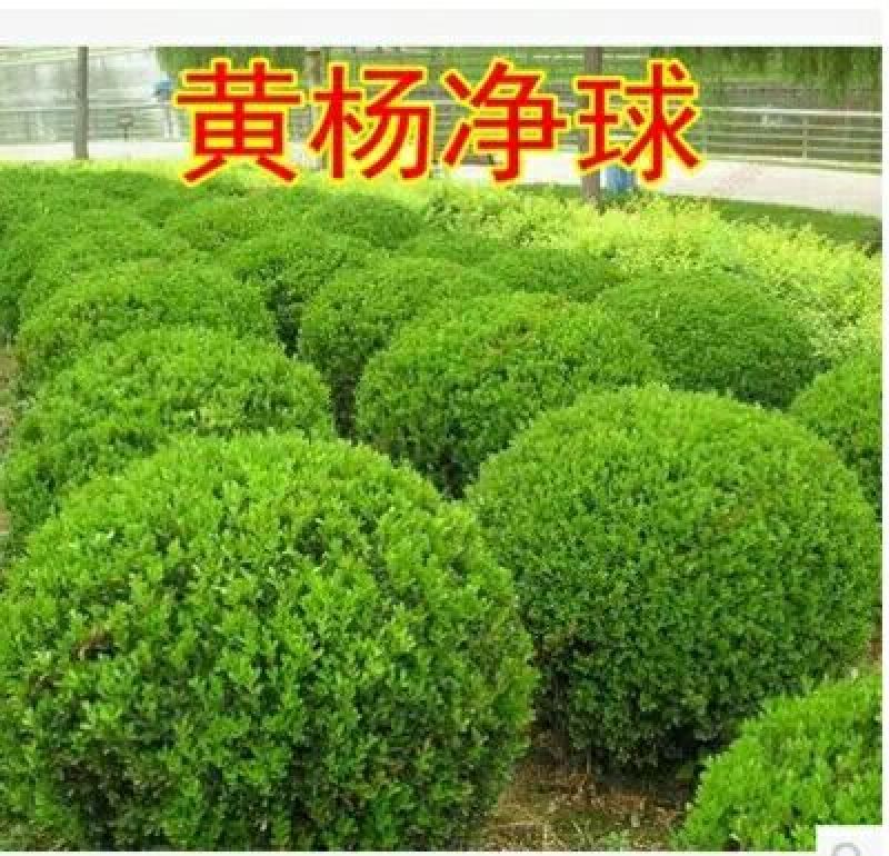 大叶黄杨苗40~50cm