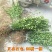 大叶黄杨苗40~50cm