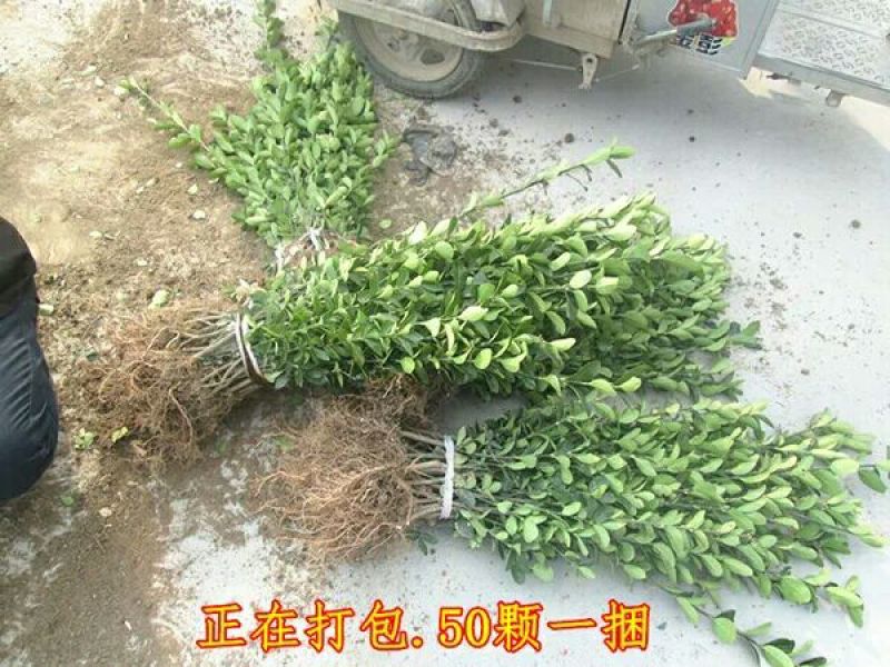 大叶黄杨苗40~50cm