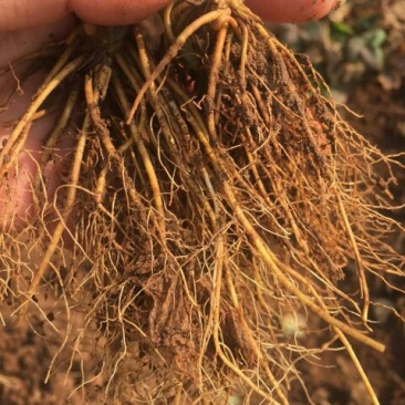 全明星草莓苗10~20cm