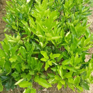 柠檬苗50~80cm