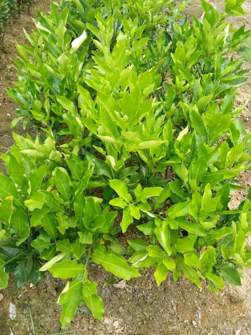 柠檬苗50~80cm