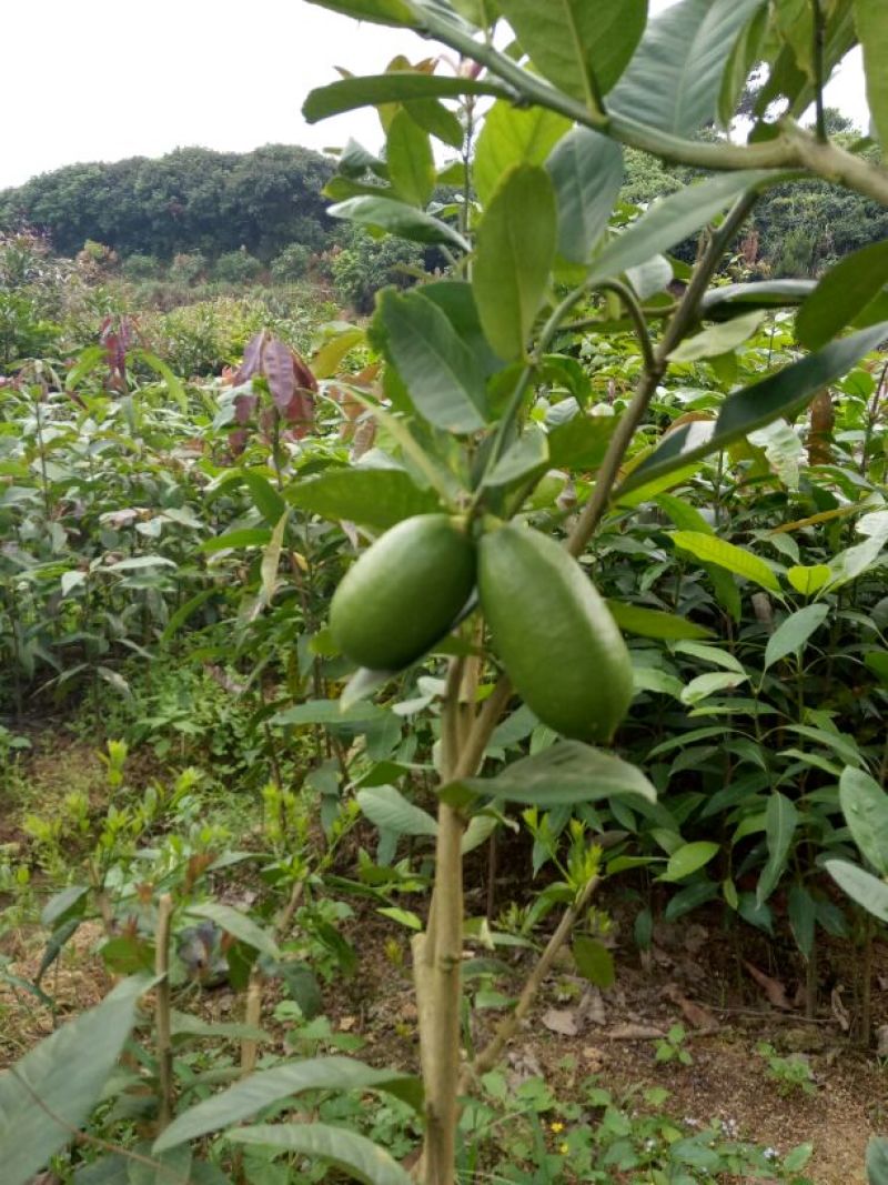 柠檬苗50~80cm