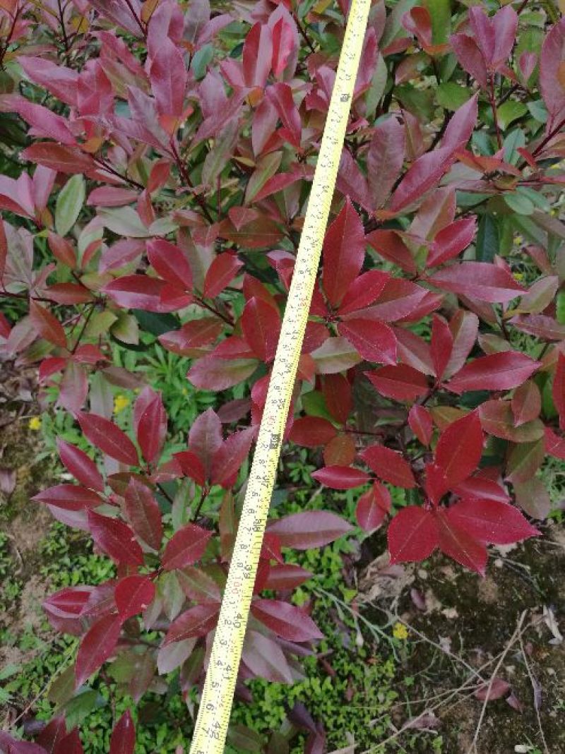 红叶石楠球100cm以上