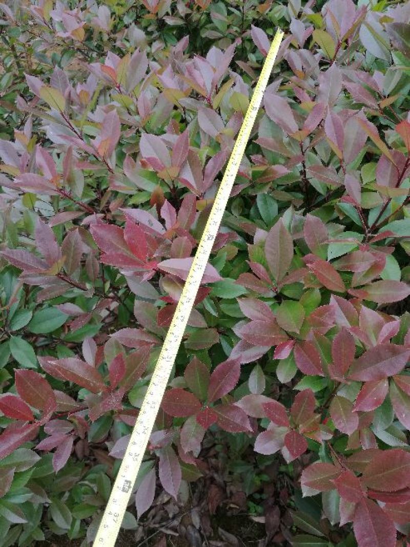 红叶石楠球100cm以上