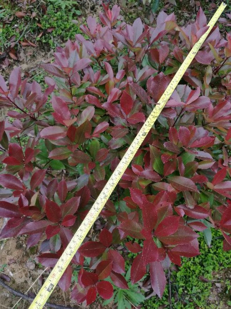 红叶石楠球100cm以上