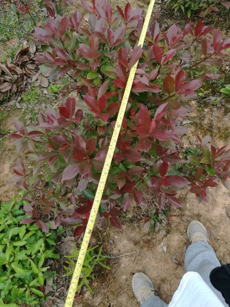 红叶石楠球100cm以上