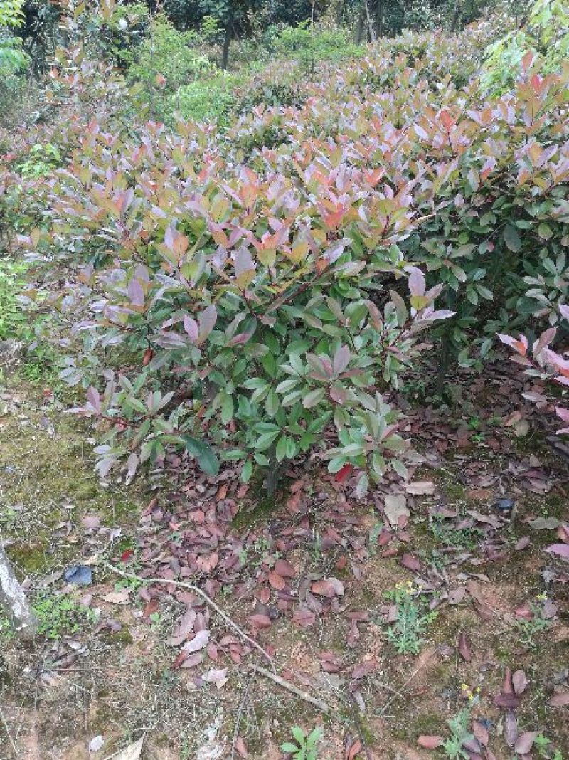 红叶石楠球100cm以上