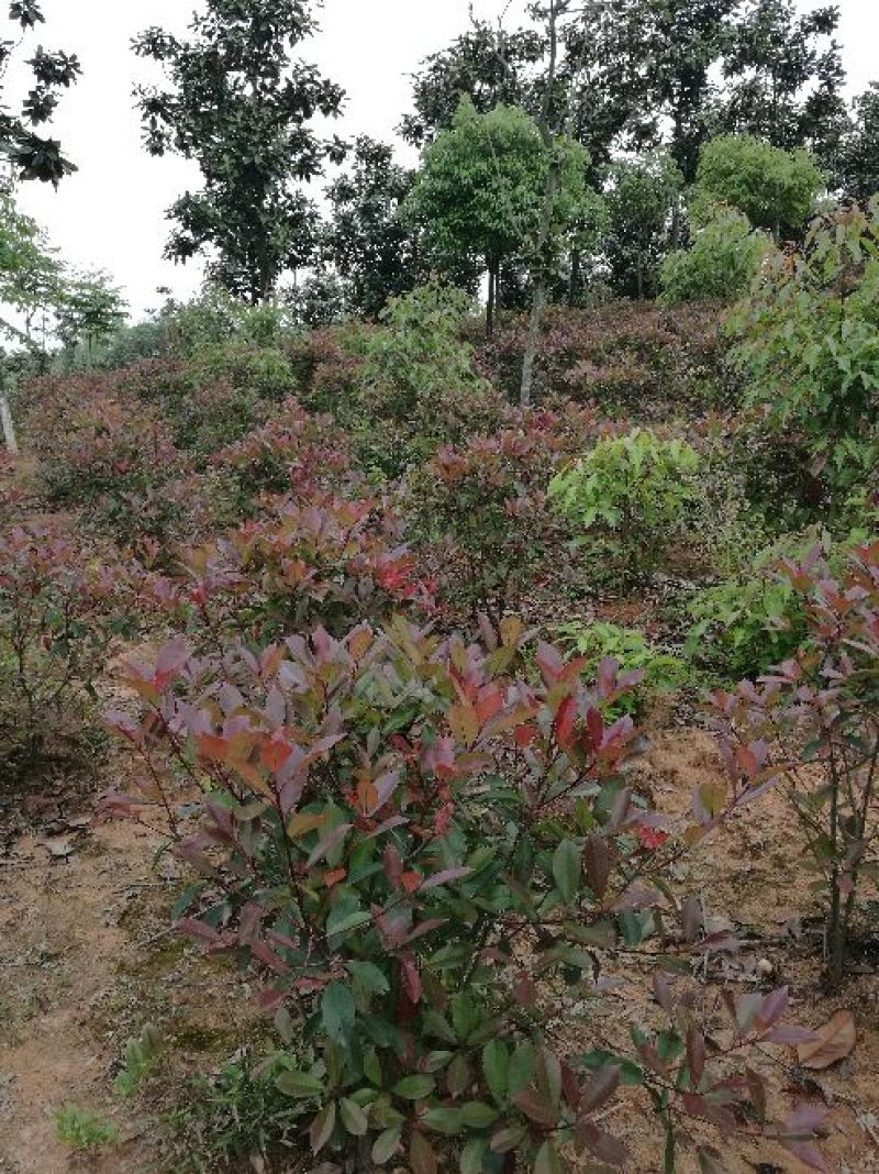 红叶石楠球100cm以上
