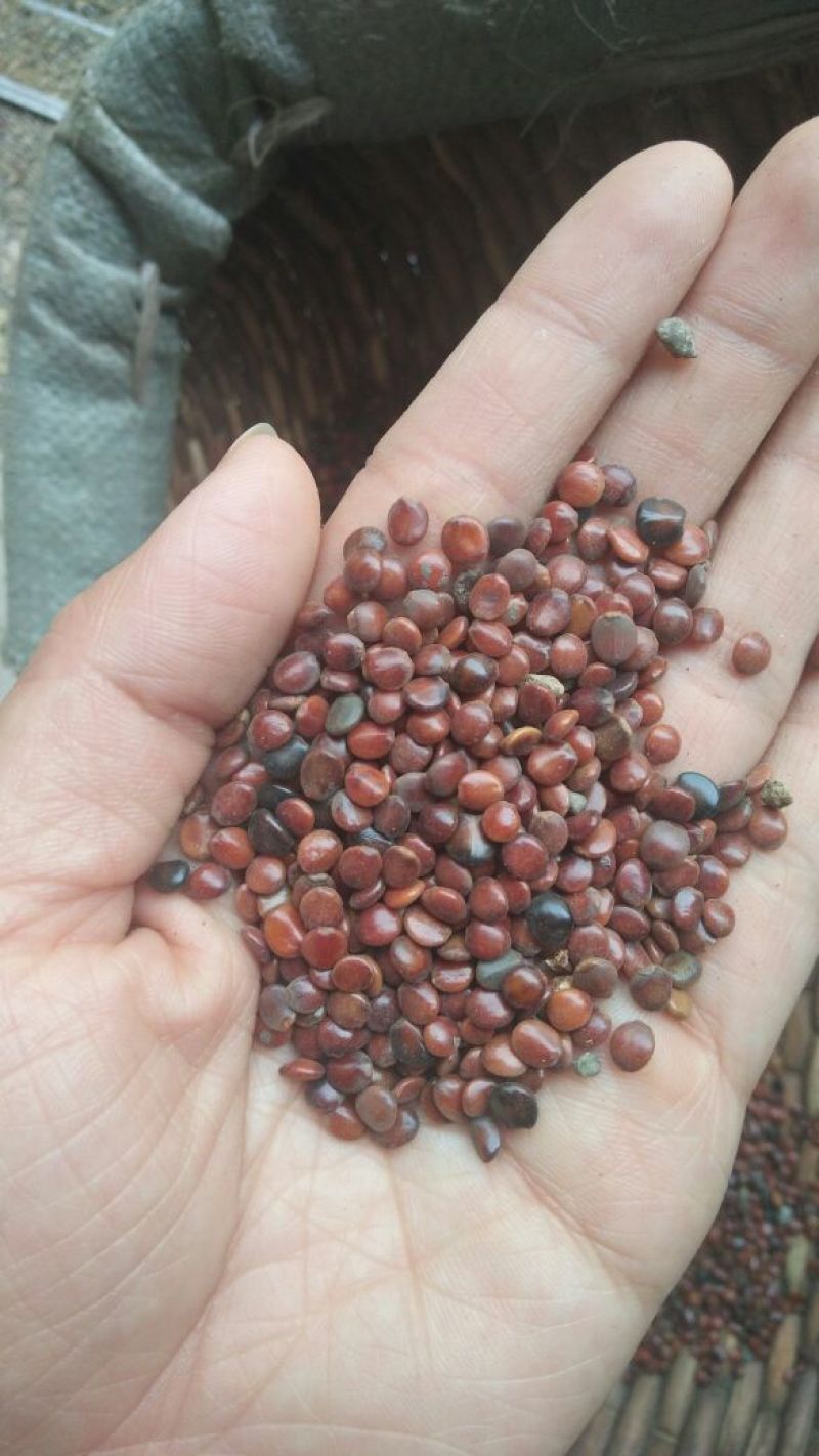 枳椇子各种中药材批发质量保证产地直销