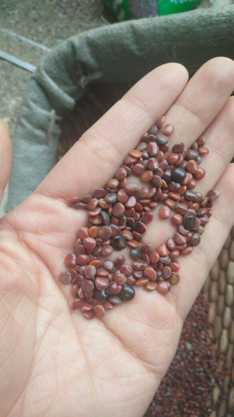 枳椇子各种中药材批发质量保证产地直销
