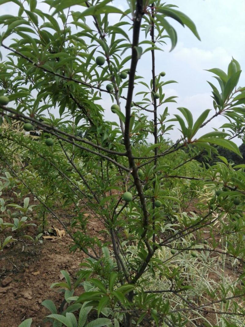 正宗汶川脆红李子树苗，晚熟品种！各种规格均有！